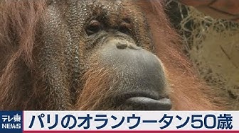 オランウータン Youtube オランウータン Youtube