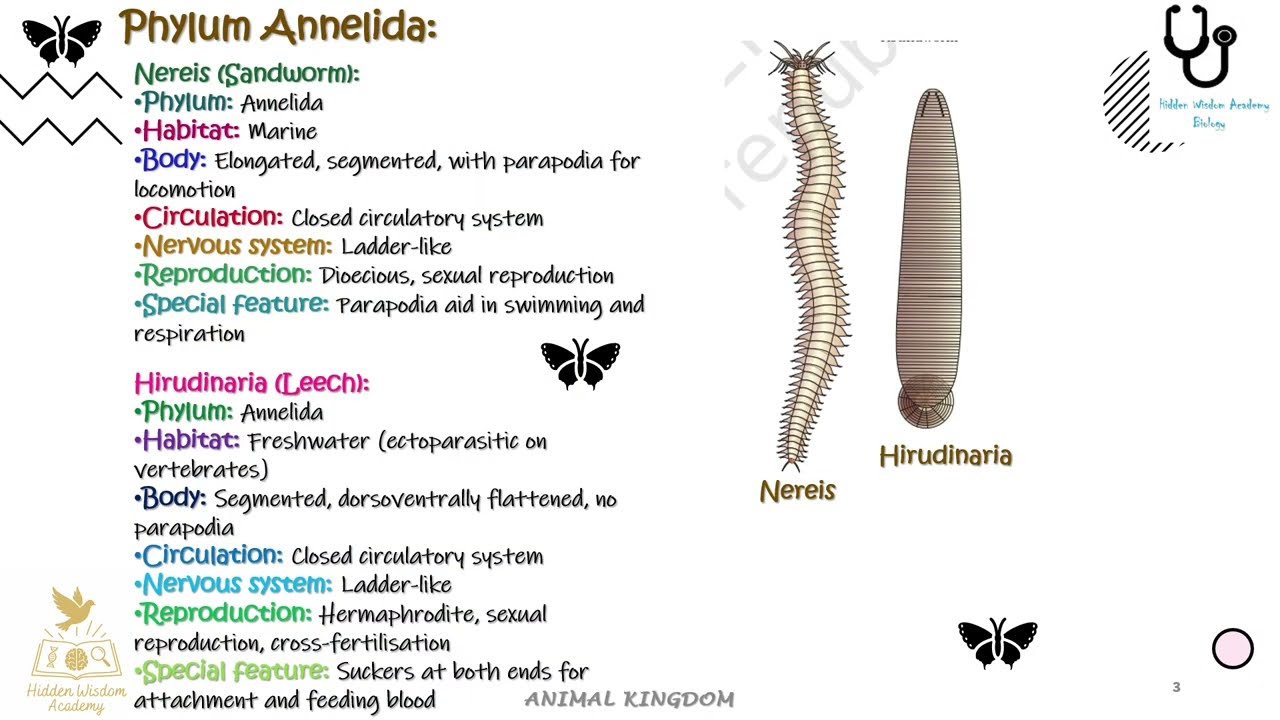 Animal Kingdom Diagram Explained | Part 2 | Aschelminthes to Mollusca | NEET Biology 2026