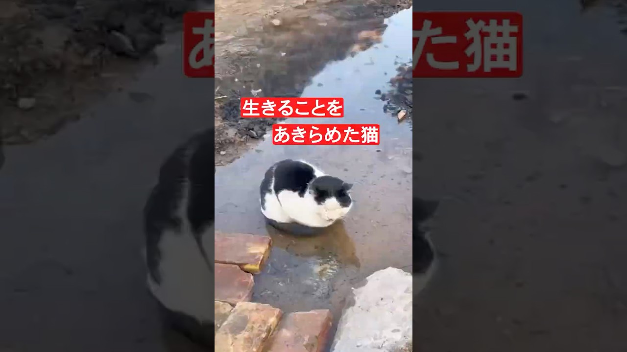 絶望の中にいる猫を助ける