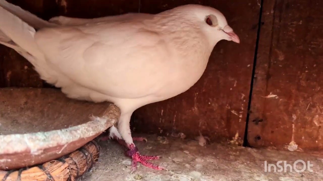 Full loft Sale 📞9330017603📞📞📞📞