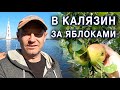 Поехали в деревню под Калязин за яблоками.