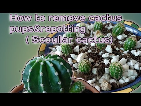 How to remove cactus pups||Echinopsis scoullar cactus|Jhobelyn Jordan