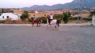 VID 20150729 Horses in sandschool