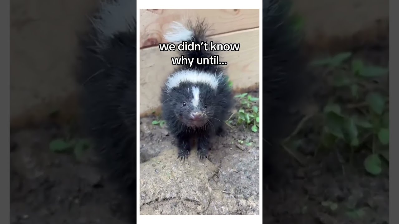 He Just Wanted Someone Like Him Wholesome Animals