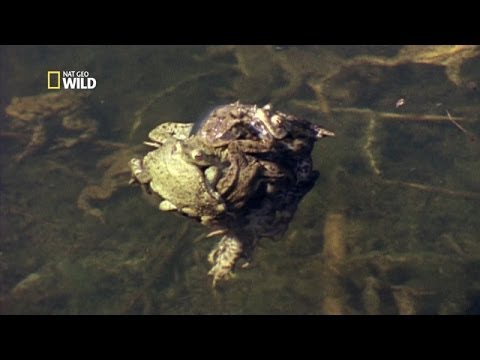 Vidéo: Quand les grenouilles s'accouplent-elles ?