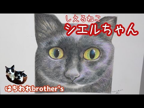 【色鉛筆で猫を描く】シエルちゃん編　Draw a cat with colored pencils