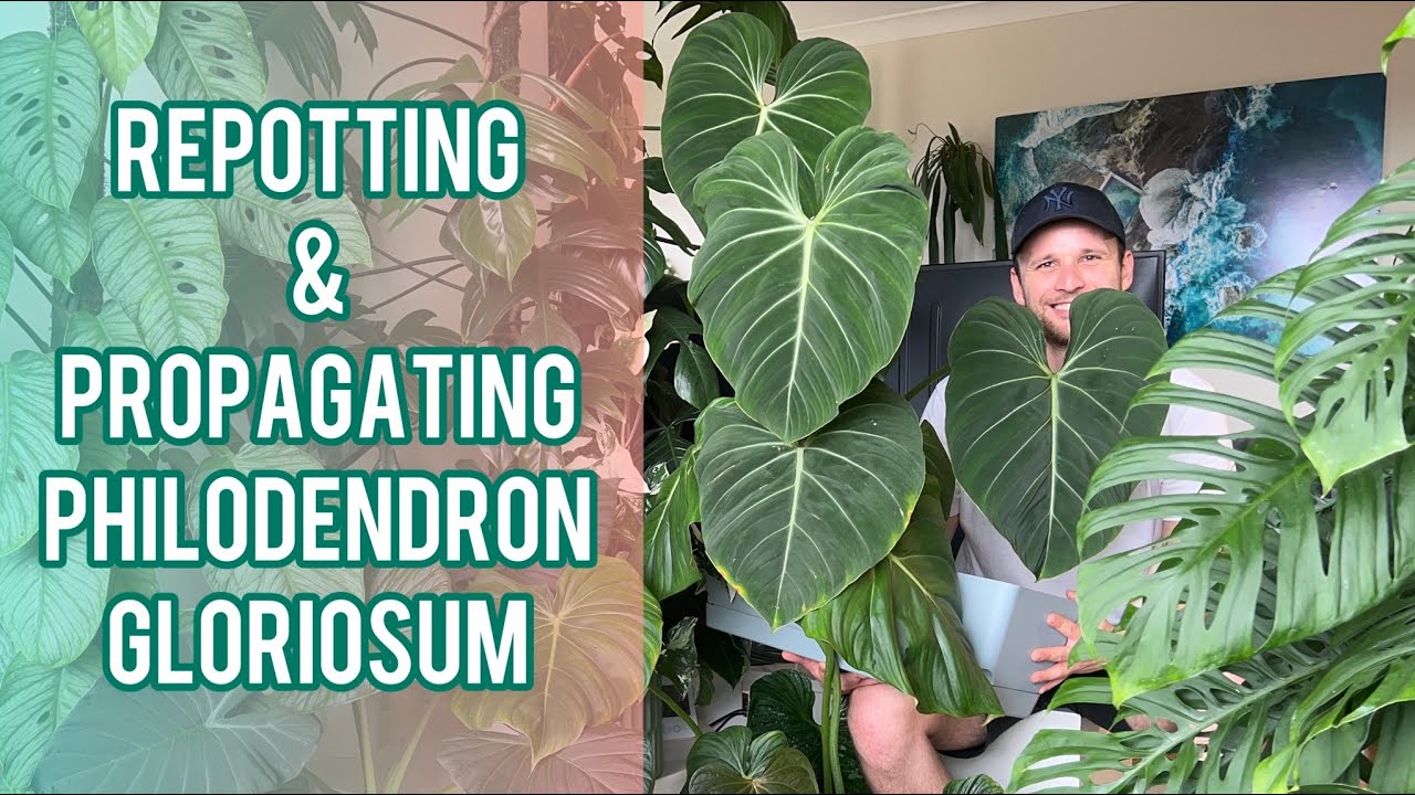 Philodendron gloriosum - repot & propagate