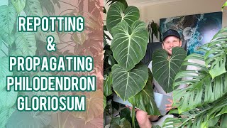 Philodendron gloriosum  repot & propagate