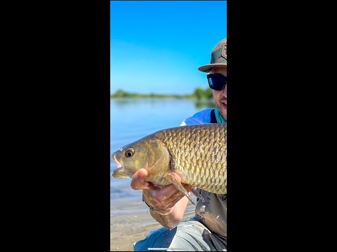 MONSTER CHUB!!! Lure
