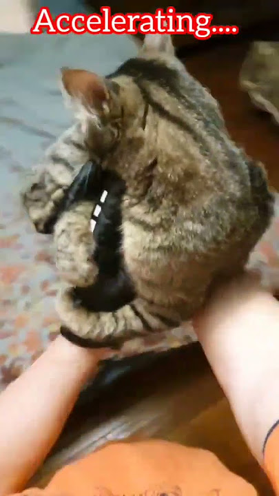 BITING = LOVE 2.0 #rondoveneziano #bettina #мысық #кот #cat #funny #gatos