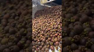 Download Lagu Harga Buah Manggis Anjlok Sampai Dibuang Buahnya MP3 Download Lagu Harga Buah Manggis Anjlok Sampai Dibuang Buahnya MP3