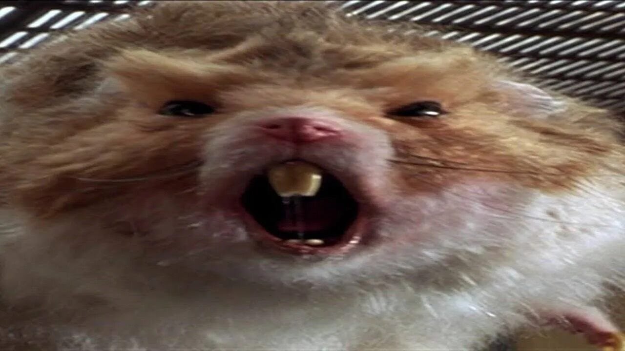 Homyak (1542) no oxygen no sherpa K2 next