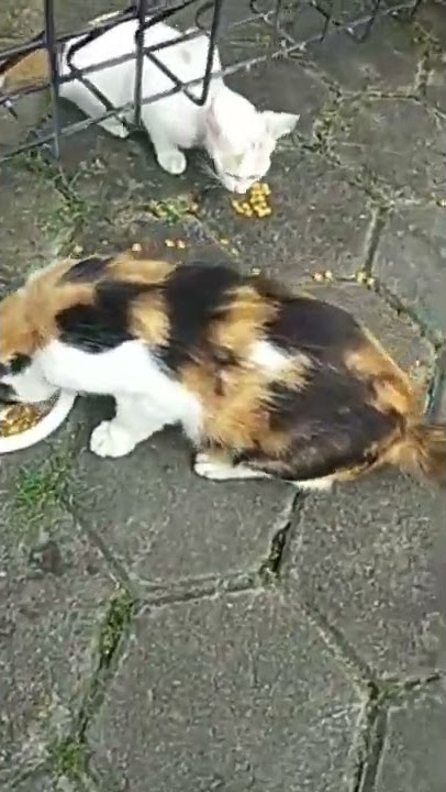 Kasih makan kucing-kucing jalanan