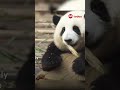 Meet Hua Hua, the onigiri shaped 🍙 giant panda star stealing hearts in China and beyond