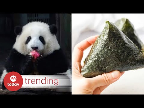 Meet Hua Hua, the onigiri shaped 🍙 giant panda star stealing hearts in China and beyond