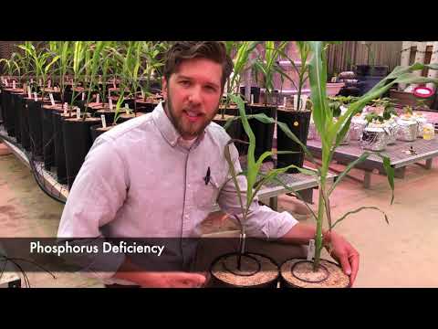 Plant Nutrient Deficiency Symptoms (Nitrogen, Phosphorus, Potassium)