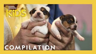 Baby Animals With Dr. Pol  | Dr. Pol Barnyard Babies | Nat Geo Kids Compilation | @natgeokids