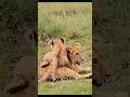Naughty little lion cubs #lion #shorts
