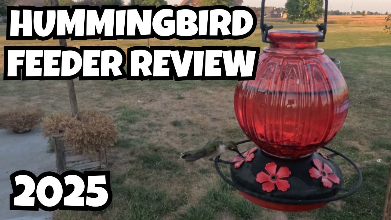Обзор кормушки для колибри от Grete Gotye: ЛУЧШАЯ легкоочищаемая кормушка 2025 года?