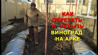 КАК ОБРЕЗАТЬ И УКРЫТЬ ОГРОМНЫЙ КУСТ ВИНОГРАДА НА АРКЕ