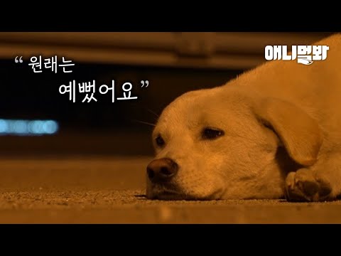 주인을 믿고 따랐을 뿐인데.. 12차로 톨게이트에 갇힌 강아지ㅣA Dog That Is Stuck At A <strong>Freeway</strong> Toll Gate