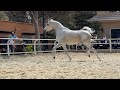 الخيول العربية المصرية | بريزنتيشن بمزرعة البادية2017