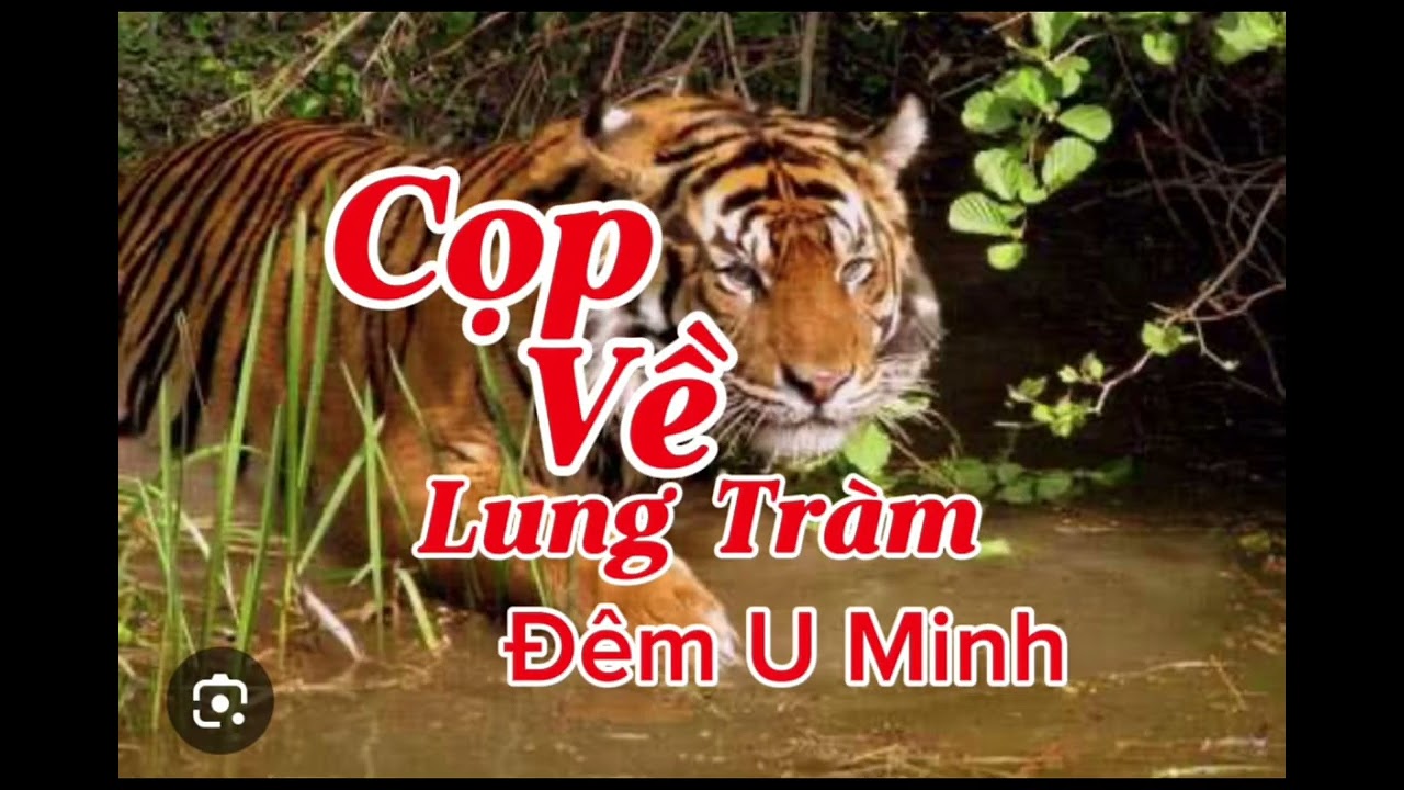 CỌP VỀ LUNG TRÀM ĐÊM U MINH | Lê Anh diễn đọc 