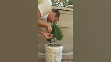 Juniper trim #bonsai #garden #shorts