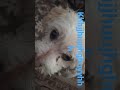 gurugaga #pets