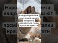 Народна прикмета Із власного досвіду 😂 #смех #прикол #юмор #shorts #video #happy #humor #youtube