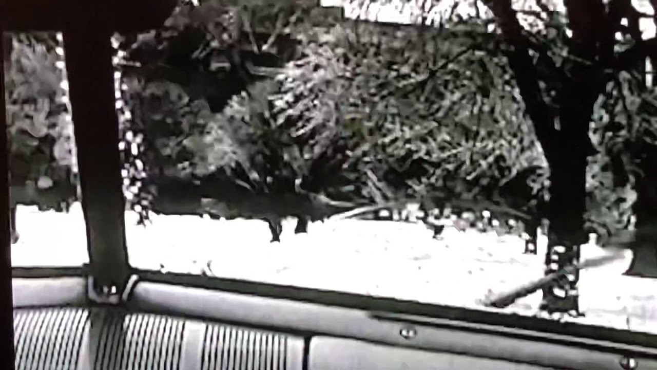 корона личинки (maggot crown)