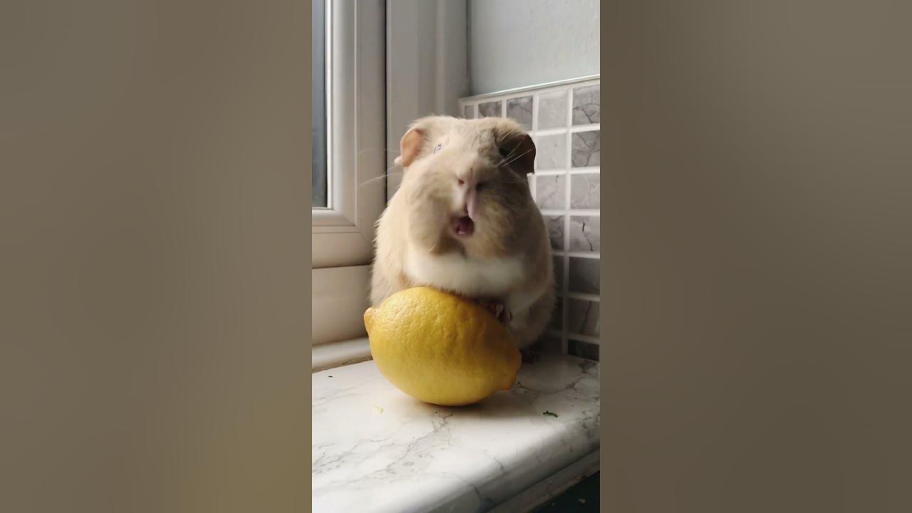 Can Guinea Pigs Eat Lemon Or Lime?🍋🍋🍋shorts YouTube