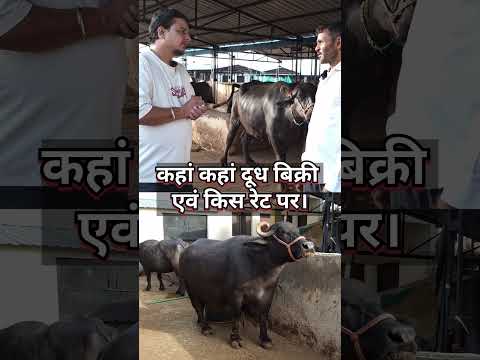 कहां कहां दूध बिक्री एवं किस रेट पर। #shorts #yt #dairyfarm #milk #viral