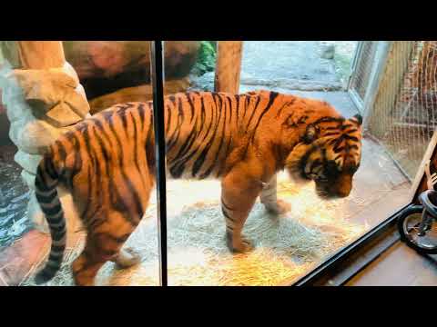 Видео: Point Defiance Zoo and Aquarium в Такома, Вашингтон