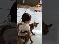 bayi cantik main sama kucing! berani banget