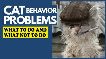 Common Behavioral Problems in Cats and How to Fix Them