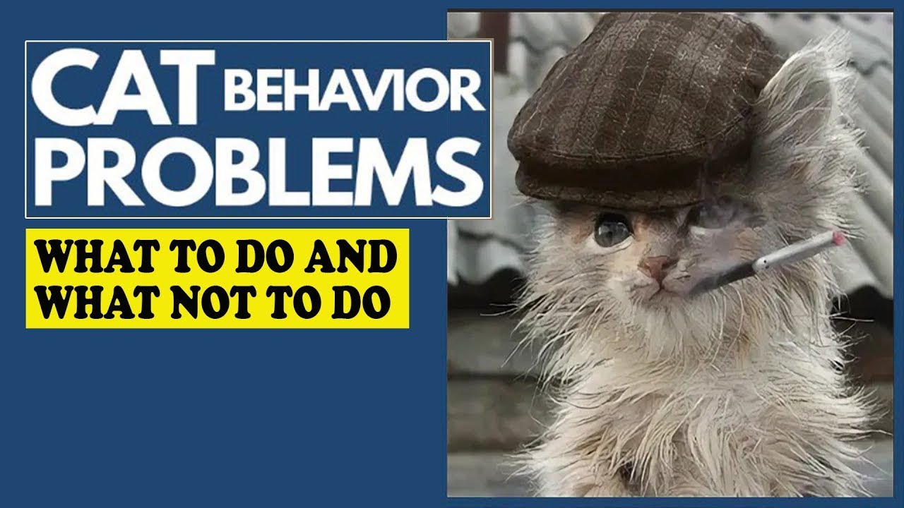 Common Behavioral Problems in Cats and How to Fix Them - YouTube