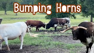 Longhorns Bumping Horns