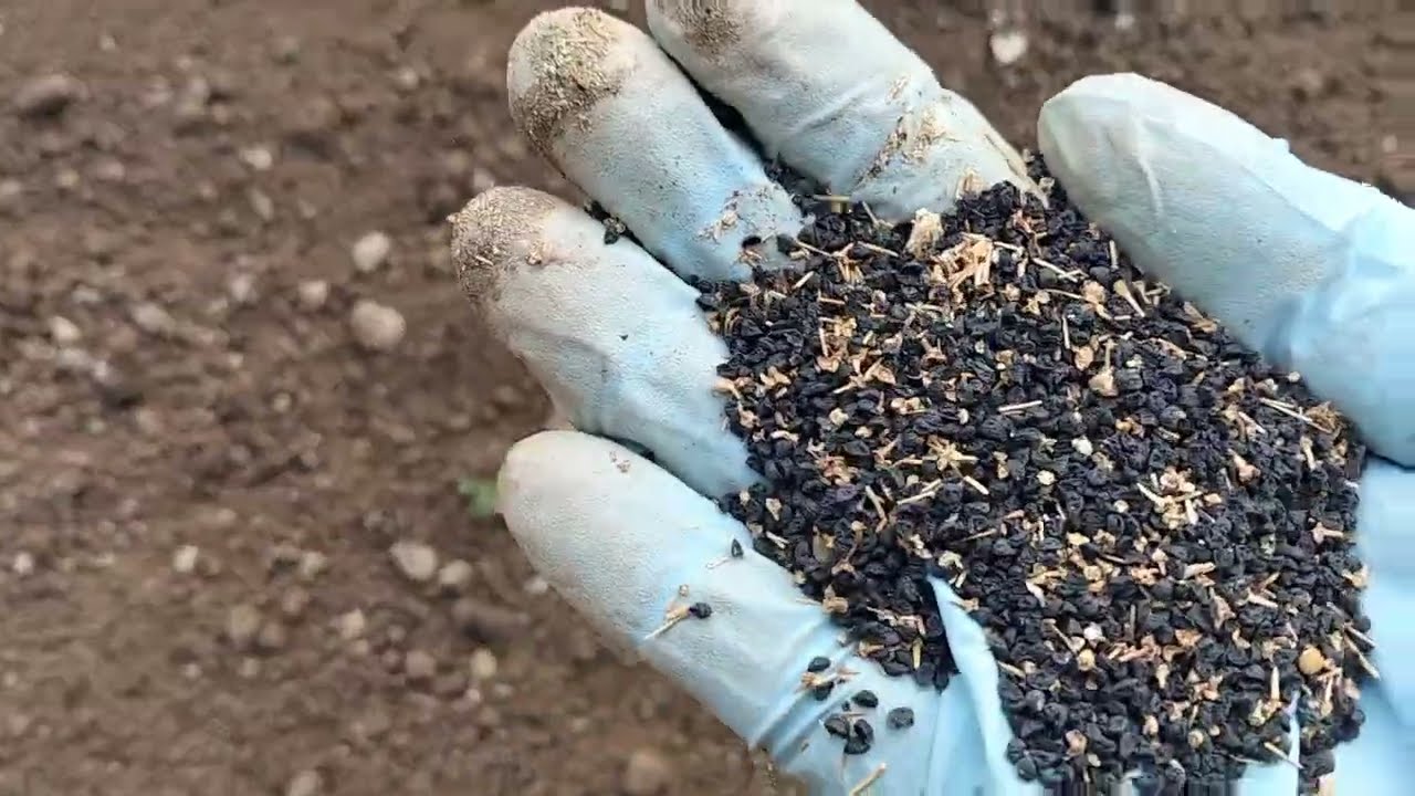 Pırasa #tohum ‘u nasıl ekilir ‼️ #püfnoktalar ‘ı ✅ How to Plant Leek #seeds / key #tips  ‼️