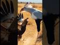 Secrets bird vs eagle fight #wildlife #animals #eagle fight #desert #martialeagle