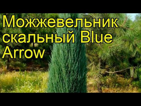 Можжевельник скальный Голубая