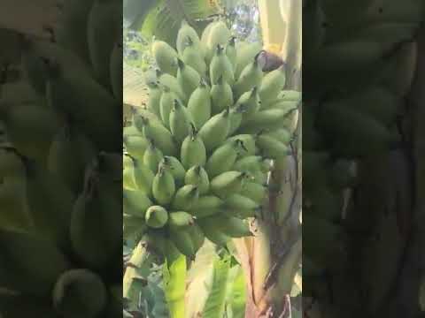 Video Thu hoạch chuối cau - youtube