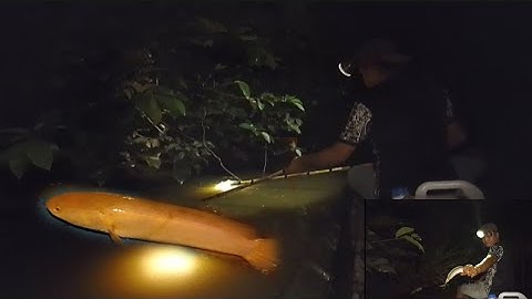 Khi kinh rút nước cạn mình đi chích cá lóc thấy mê luôn cả nhà ơi