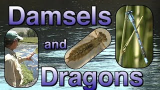 Damselflies & Dragonflies Fly Fishing Entomology