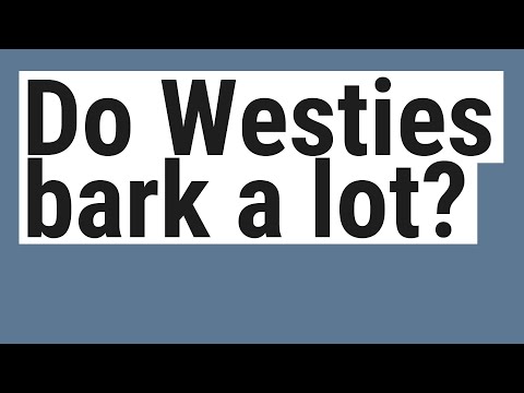 Do Westies bark a lot?