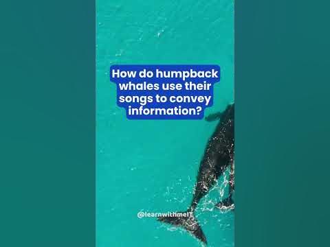 Do humpback whales sing? 🤔 - YouTube