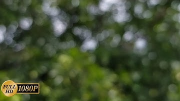 Full hd bokeh background effect/green Bokeh background Full HD/no copyright background footage