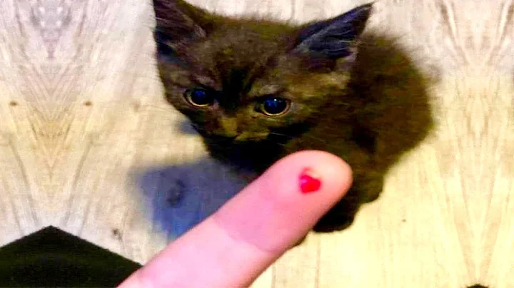 Video 2279581: pets funny adorable, cutie pets, pets funny cute, laugh cat