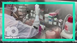 If this COVID-19 treatment proves affective it will be available immediately doctor says