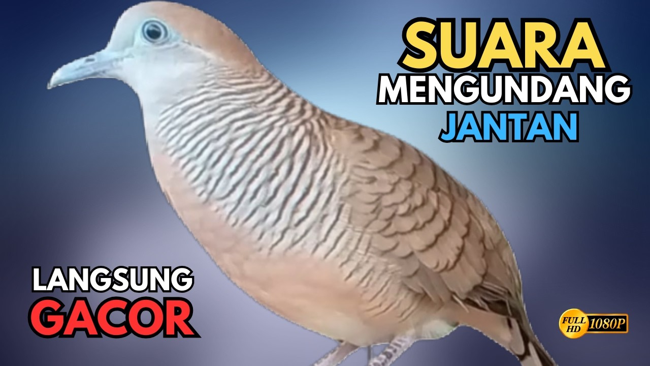Perkutut Lokal Gacor Suara Paling Ampuh Untuk Pancingan Burung Perkutut Agar Gacor Bunyi V62